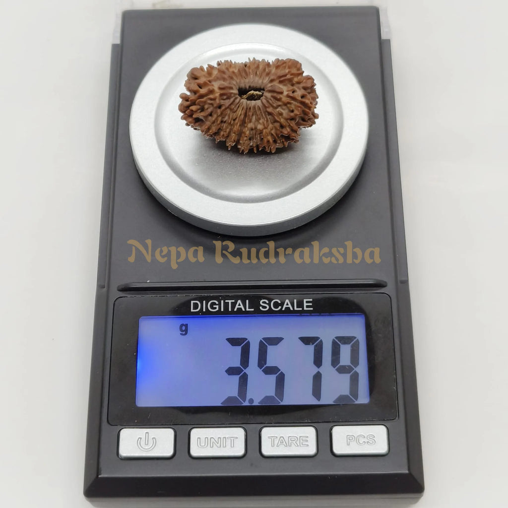 21 Mukhi Rudraksha 29Mm 2930