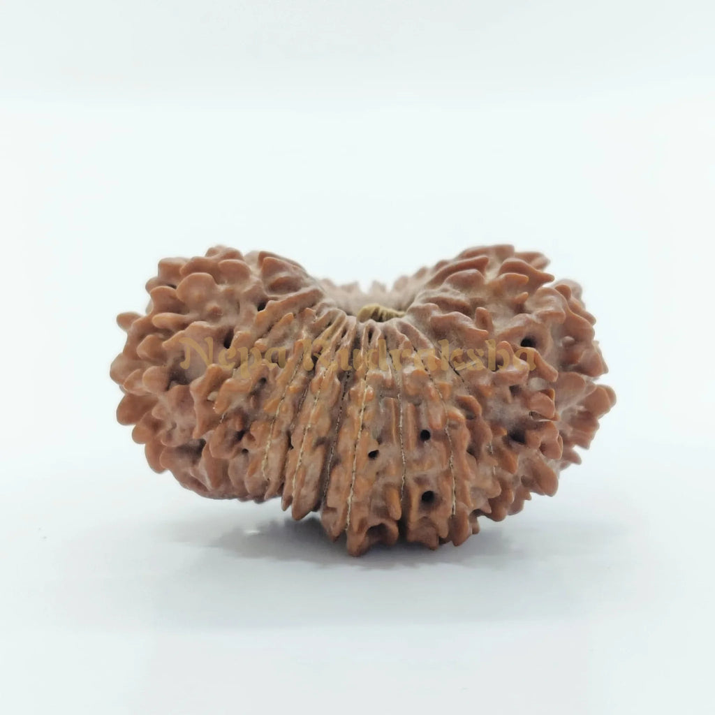 21 Mukhi Rudraksha 29Mm 2930