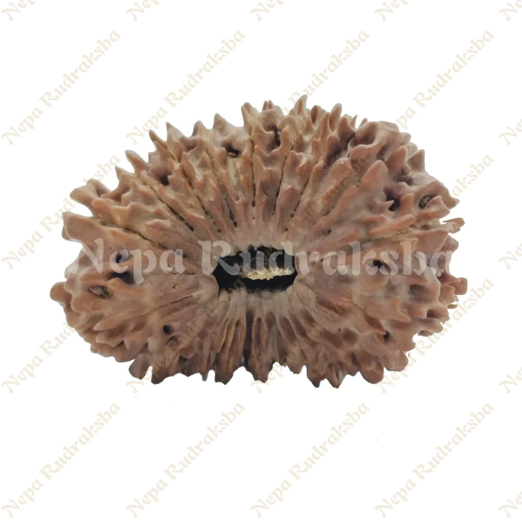 21 Mukhi Rudraksha 29Mm 2930