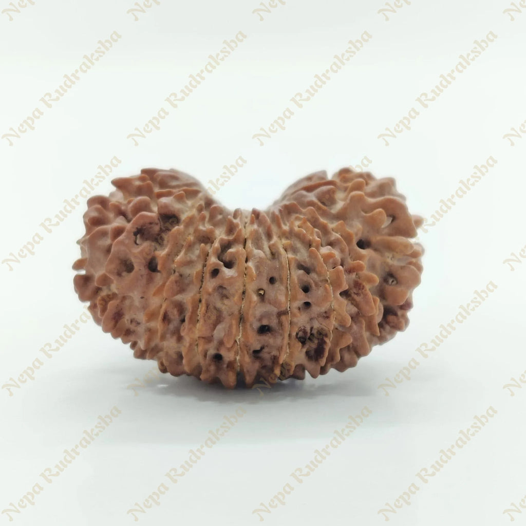 21 Mukhi Rudraksha 29Mm 2930