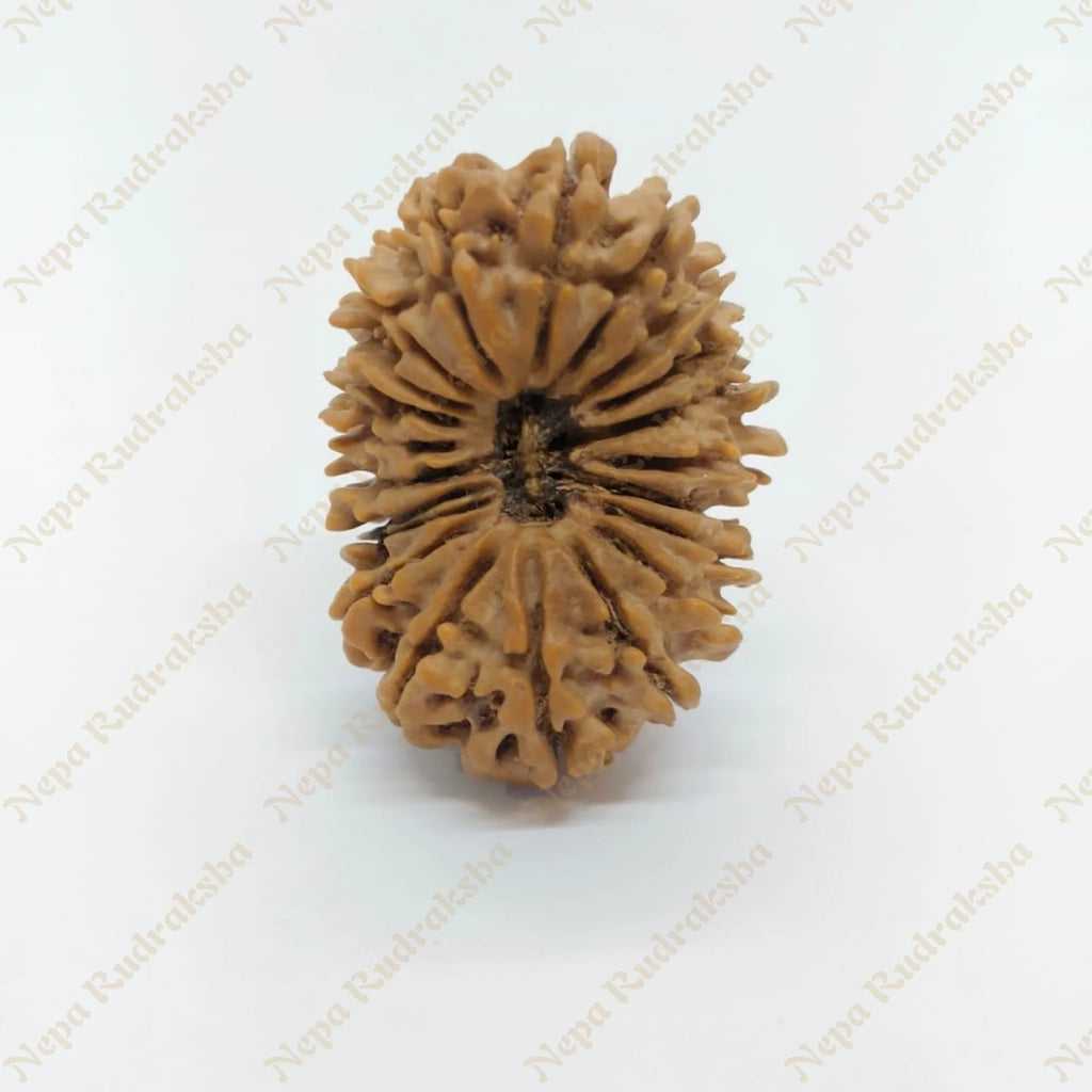 21 Mukhi Rudraksha 33Mm 2692