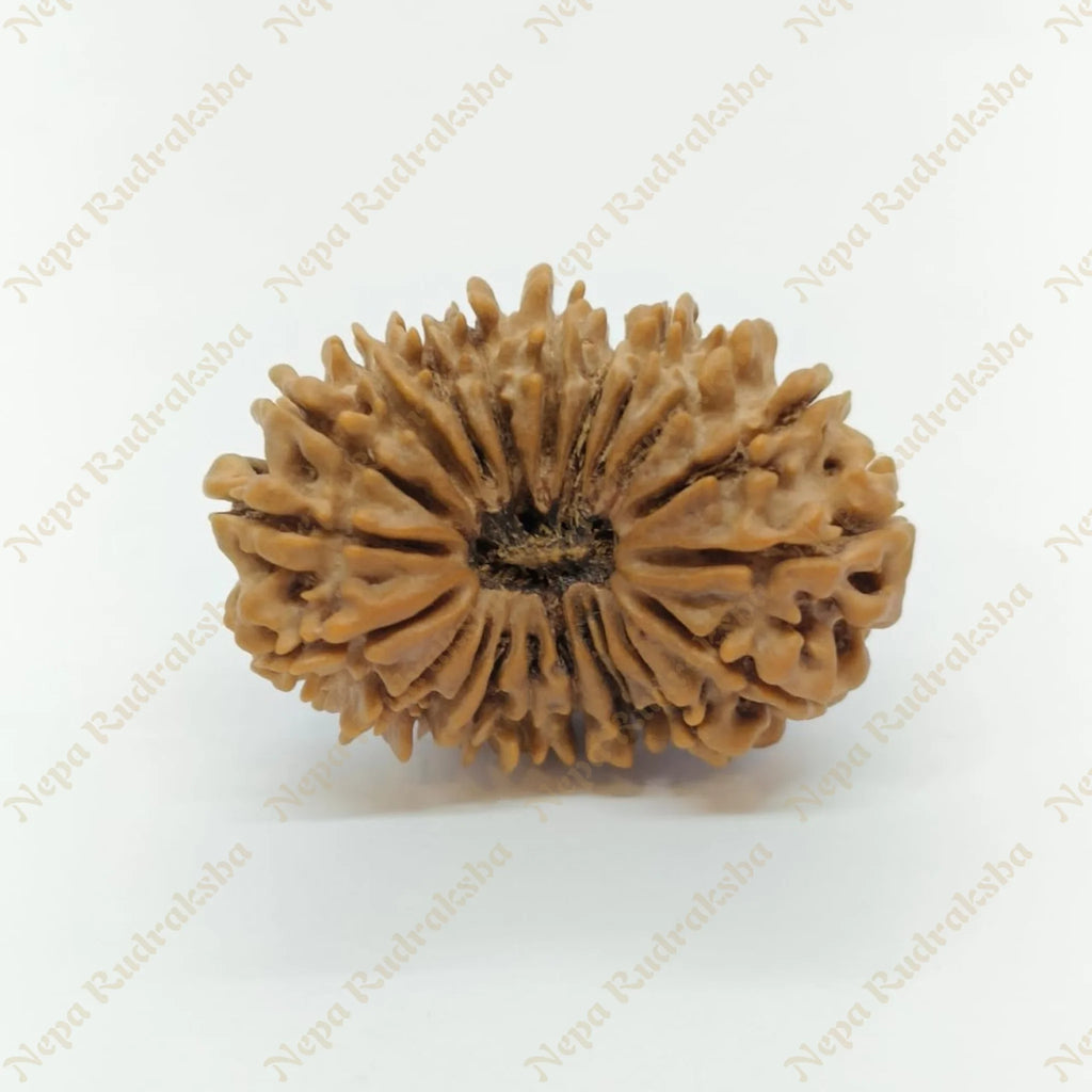 21 Mukhi Rudraksha 33Mm 2692