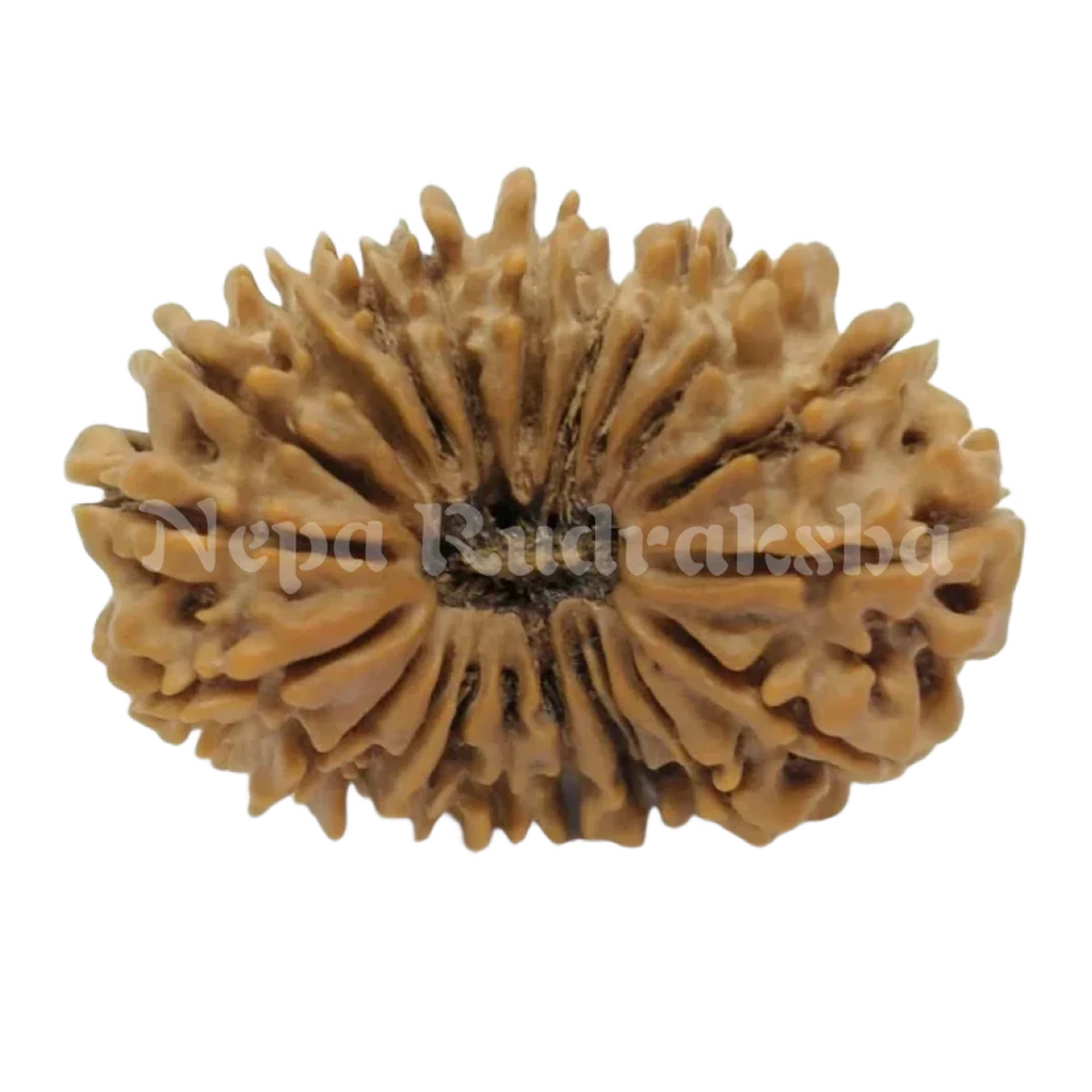 21 Mukhi Rudraksha 33Mm 2692