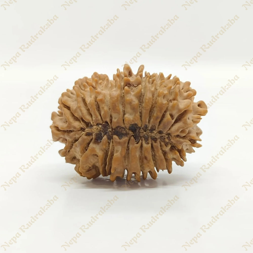 21 Mukhi Rudraksha 33Mm 2692