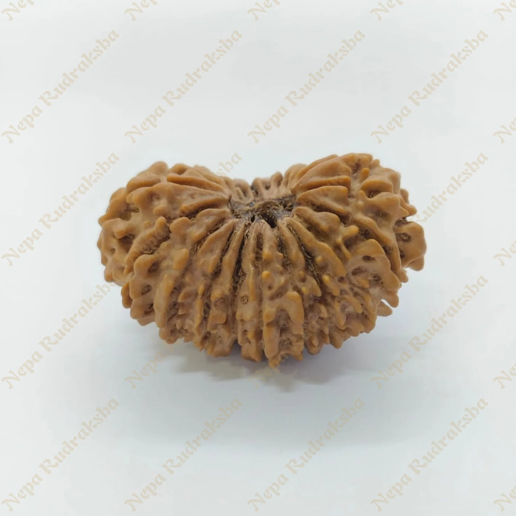 21 Mukhi Rudraksha 33Mm 2692