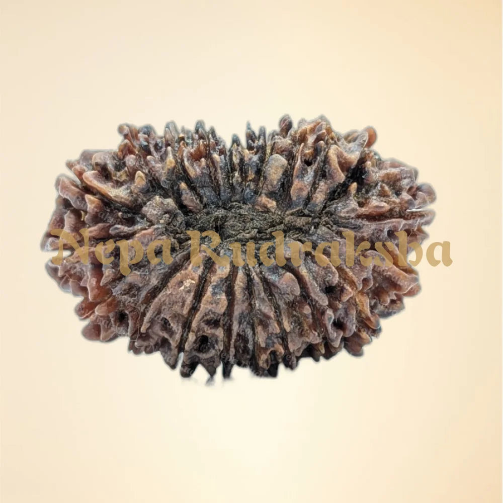 21 Mukhi (Super Collector - 10836)