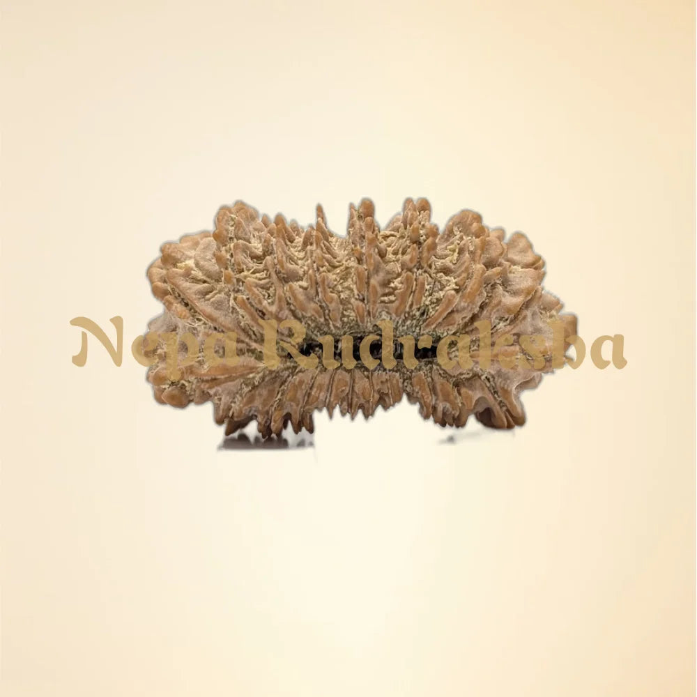 21 Mukhi (Super Collector - 10952)