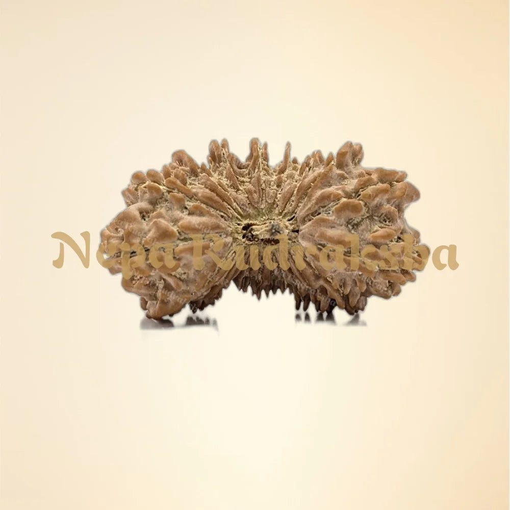 21 Mukhi (Super Collector - 10952)