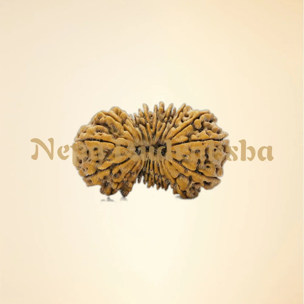 21 Mukhi (Super Collector - 11806)