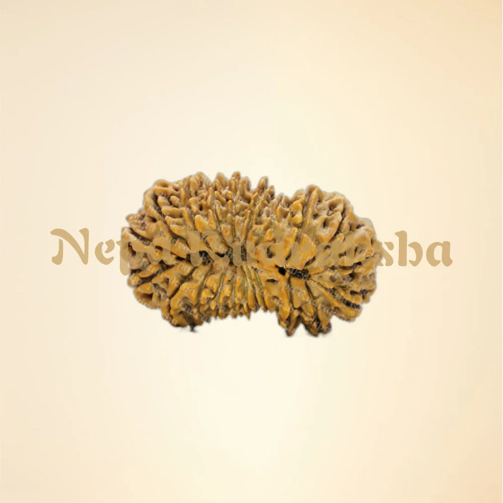 21 Mukhi (Super Collector - 11806)