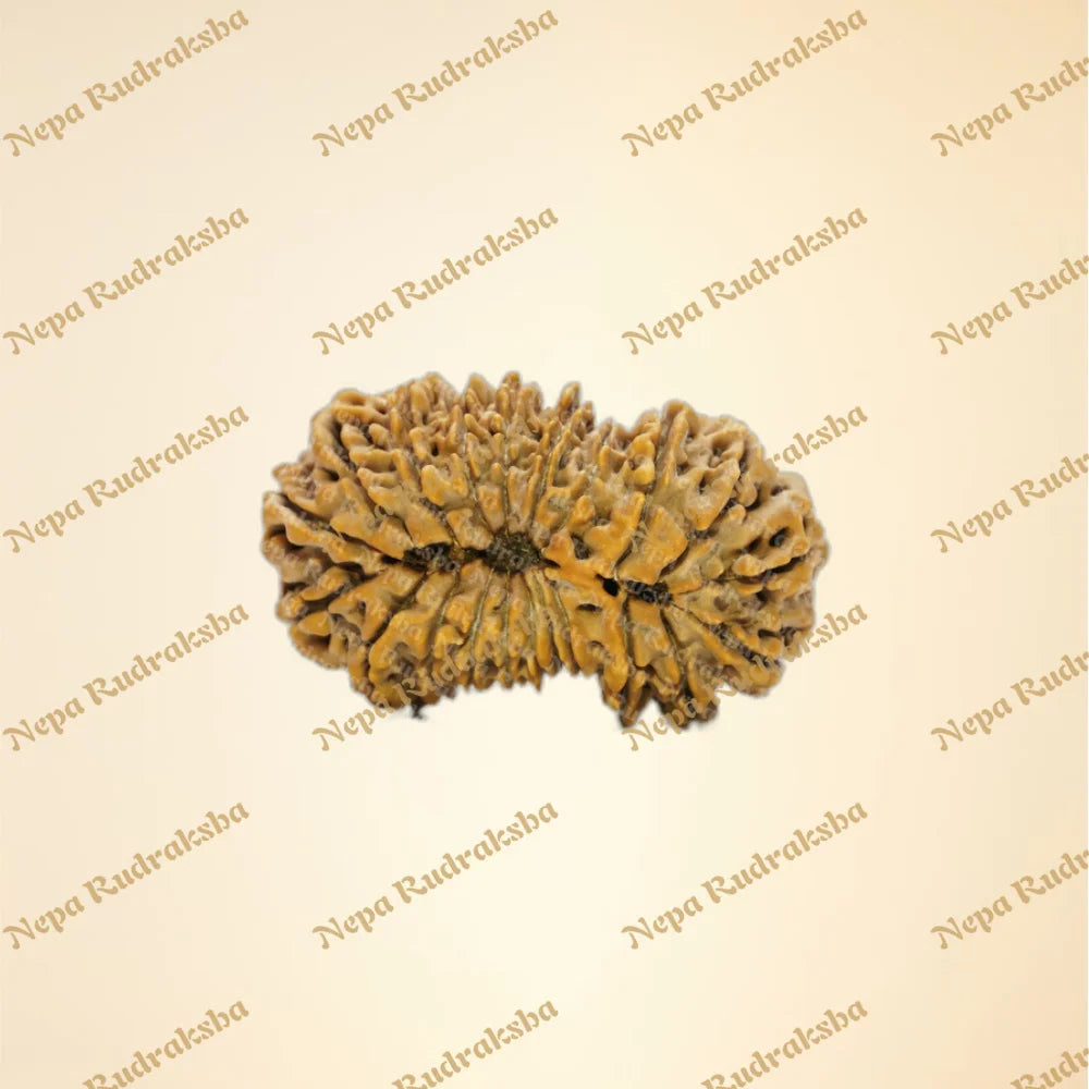 21 Mukhi (back)