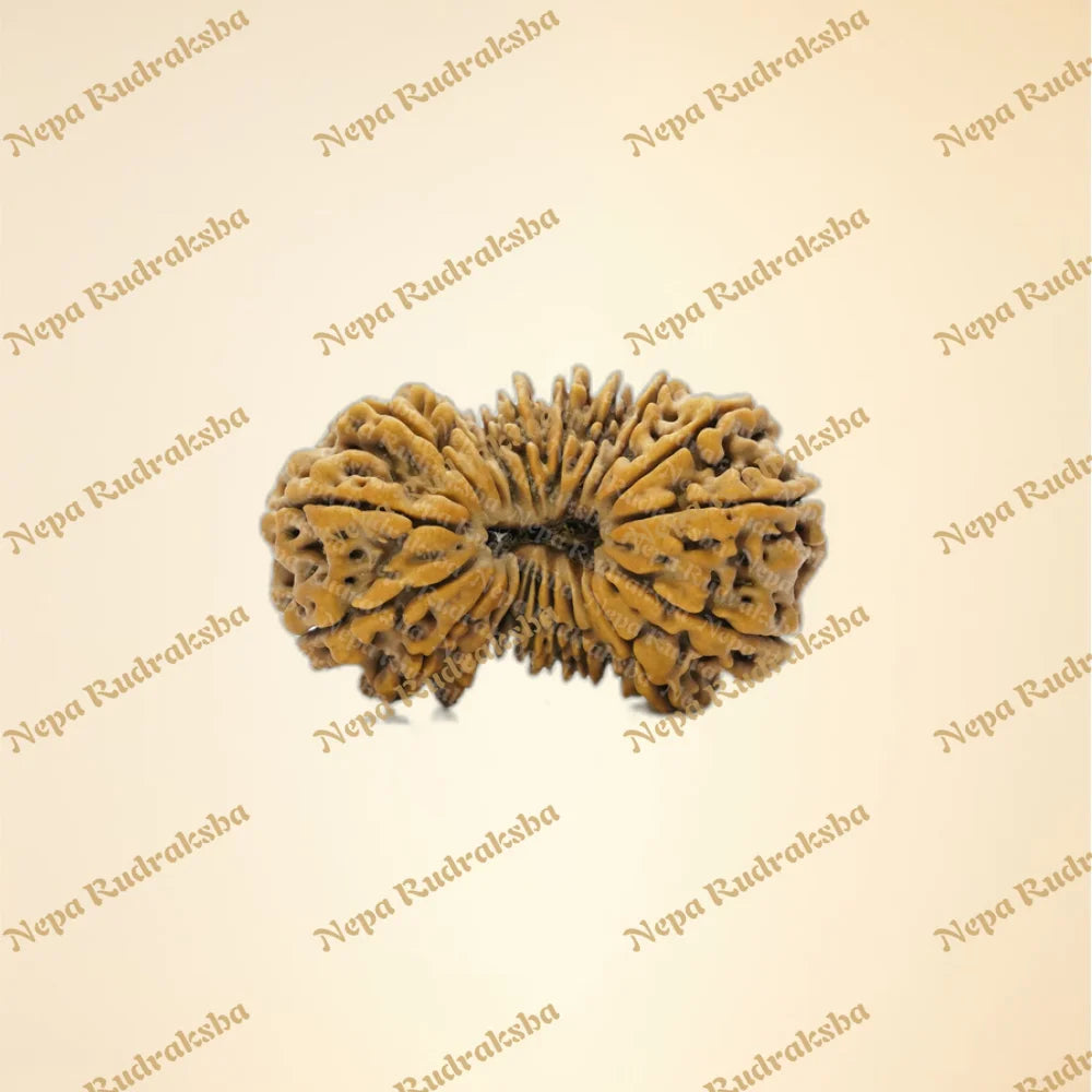 21 Mukhi (Super Collector - 11806)