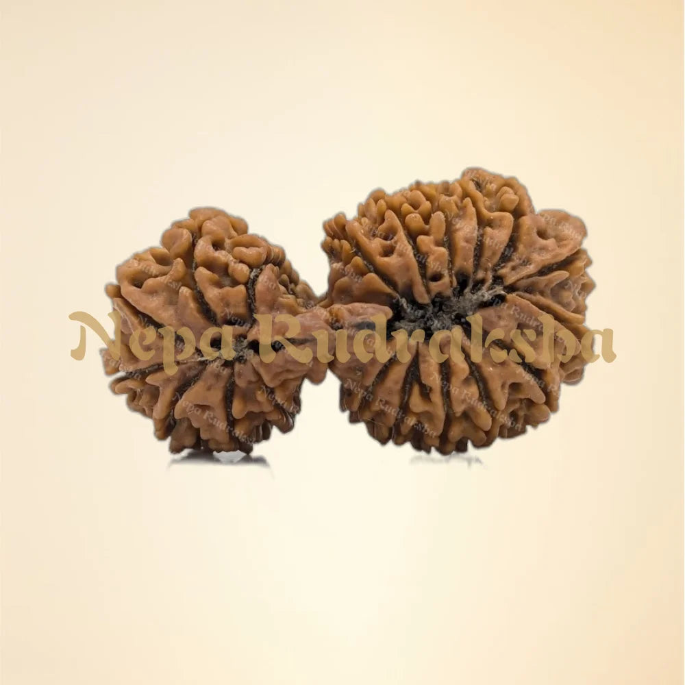 21 Mukhi Gaurishankar (6030)