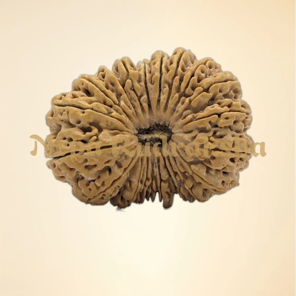 21 Mukhi (Super Collector - 6274)