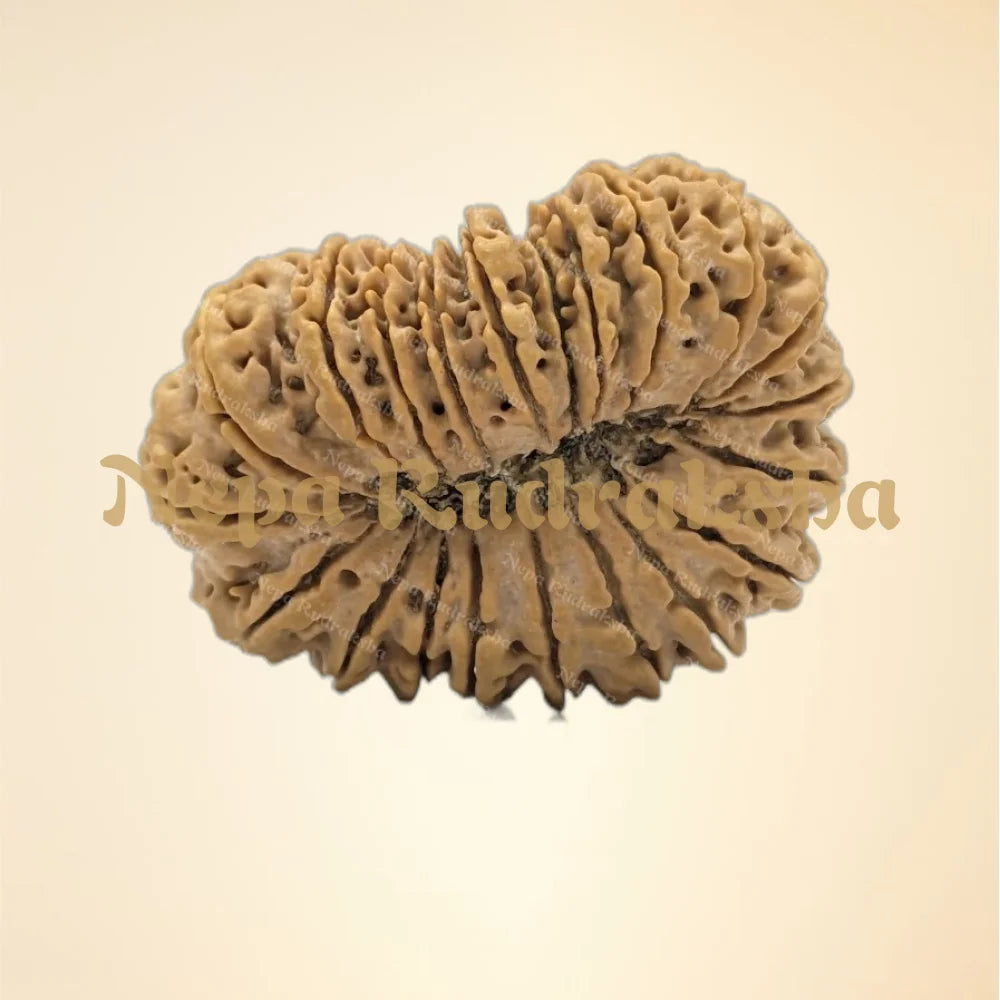 21 Mukhi (Super Collector - 6274)