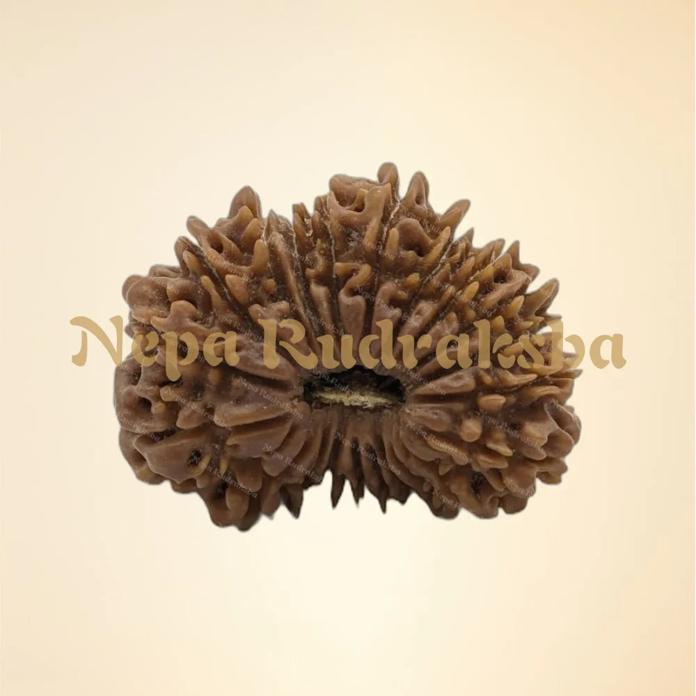 21 Mukhi (Super Collector - 7326)