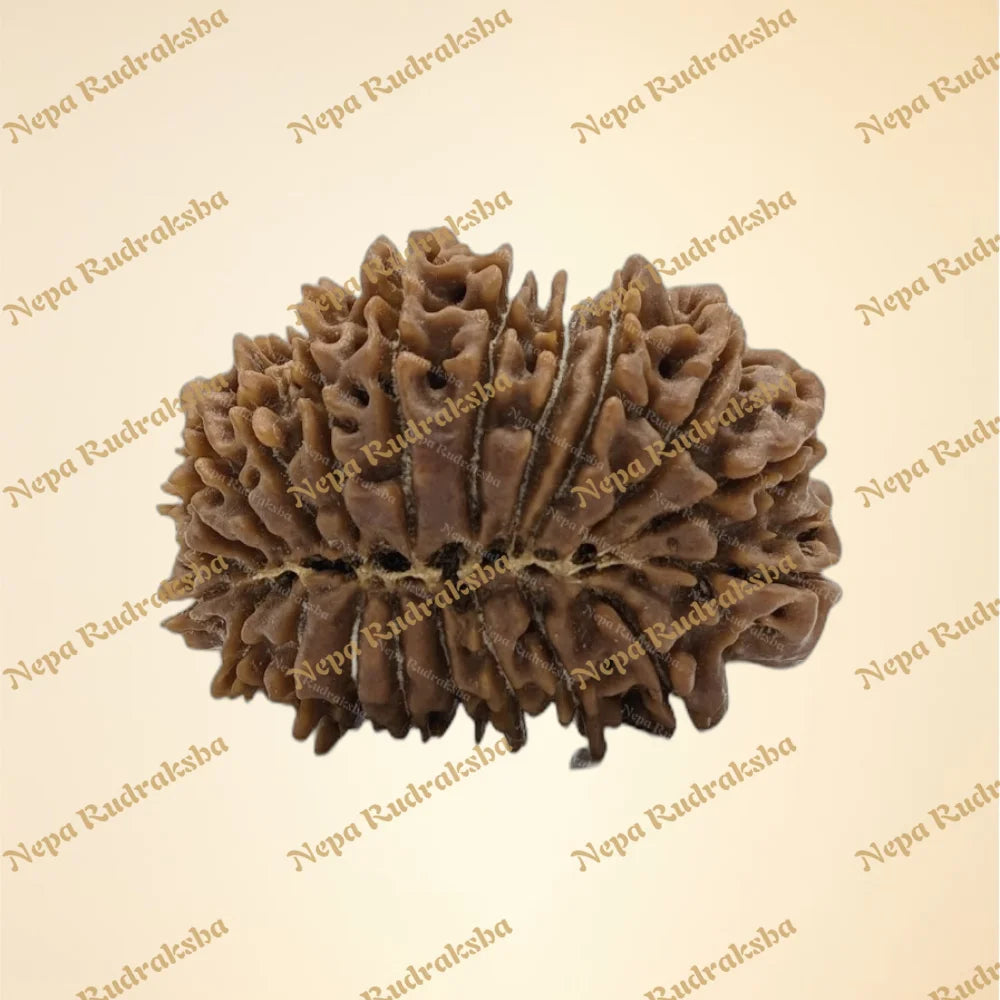 21 Mukhi (back)