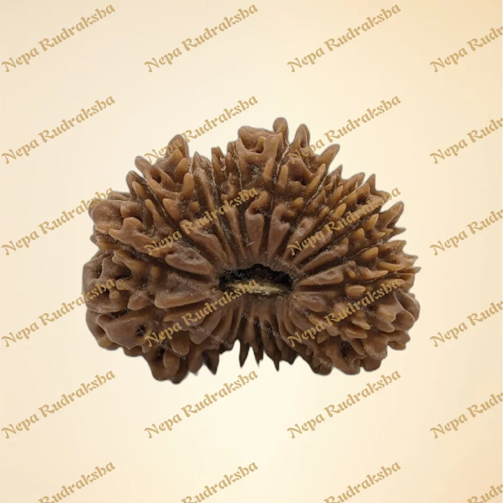 21 Mukhi (Super Collector - 7326)