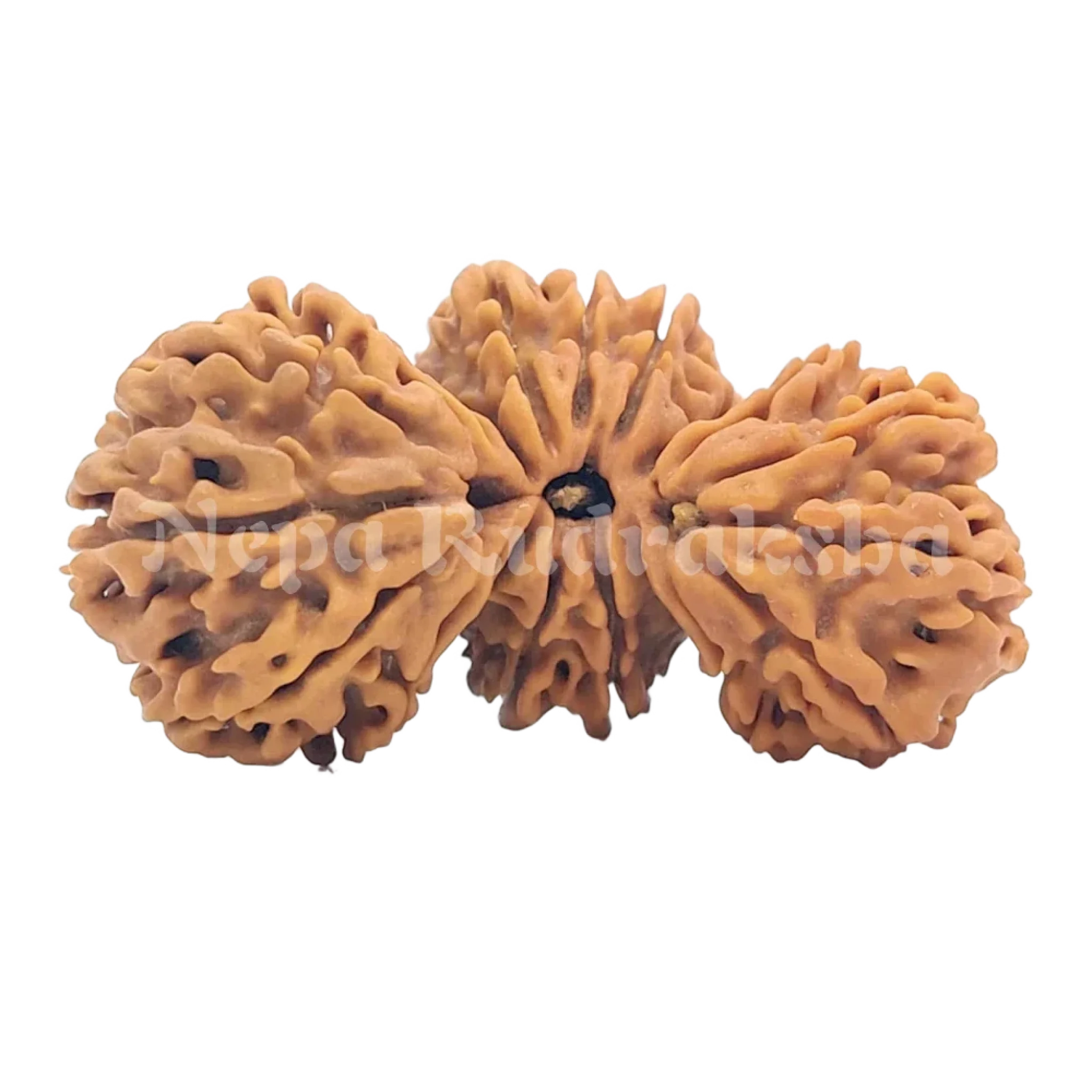 21 Mukhi Trijuti Rudraksha 39mm