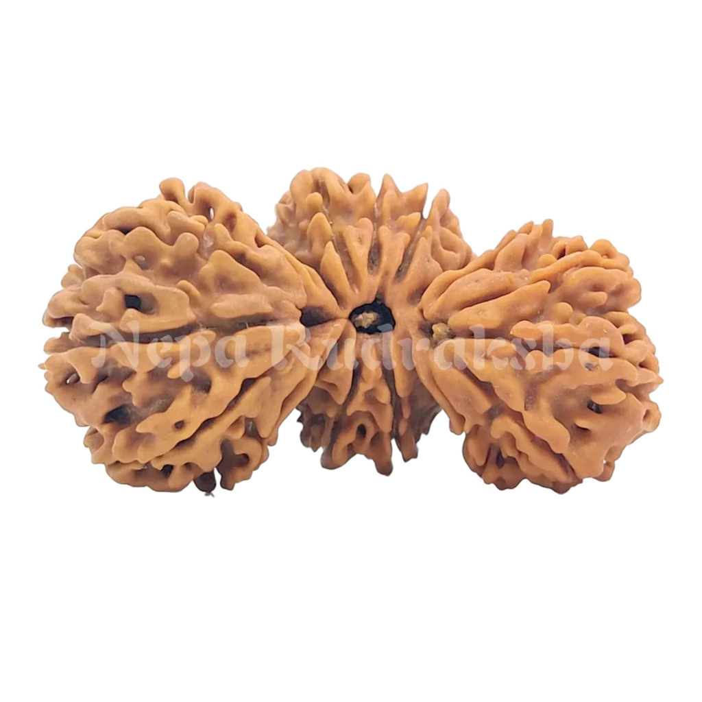 21 Mukhi Trijuti Rudraksha 39Mm 2905