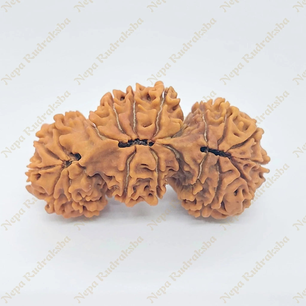 21 Mukhi Trijuti Rudraksha 39Mm 2905