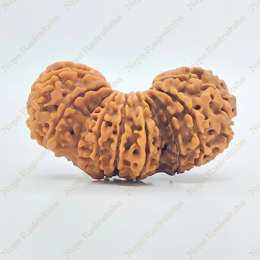 21 Mukhi Trijuti Rudraksha 39Mm 2905