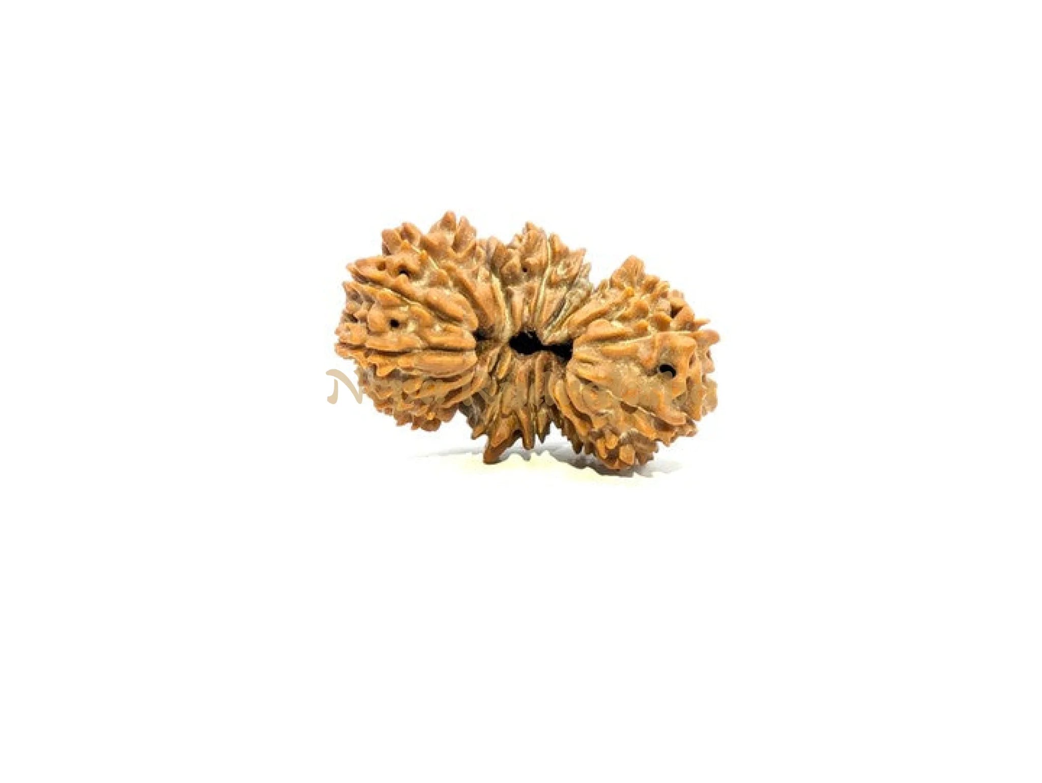 21 Mukhi Trijuti Rudraksha