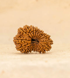 21 Mukhi