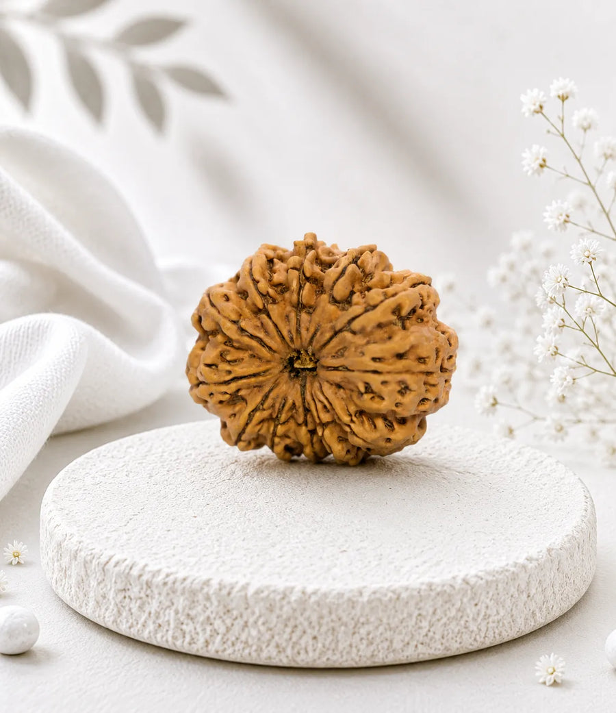 14 Mukhi Rudraksha