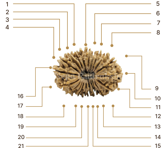 Rudraksha Image