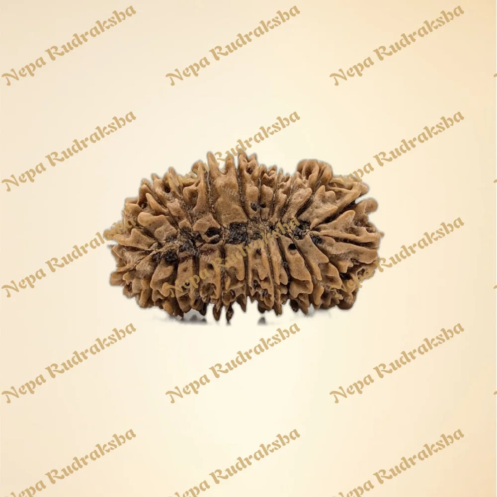 22 Mukhi (back)