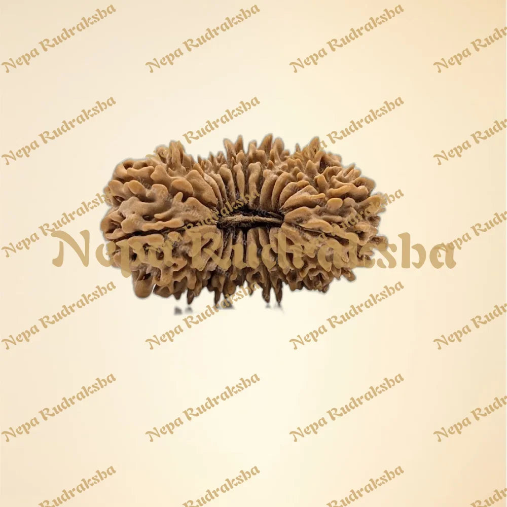 22 Mukhi (Collector - 11143)