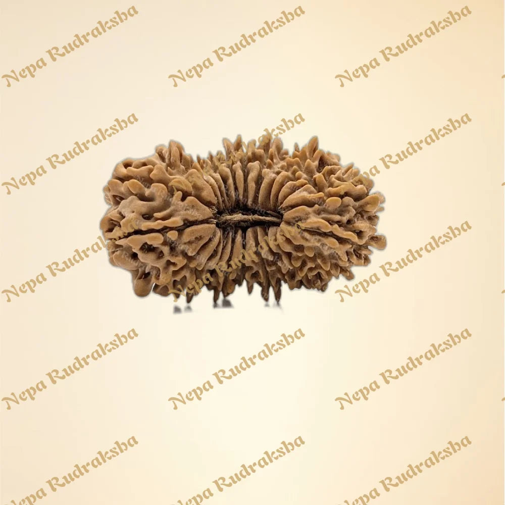22 Mukhi (front)