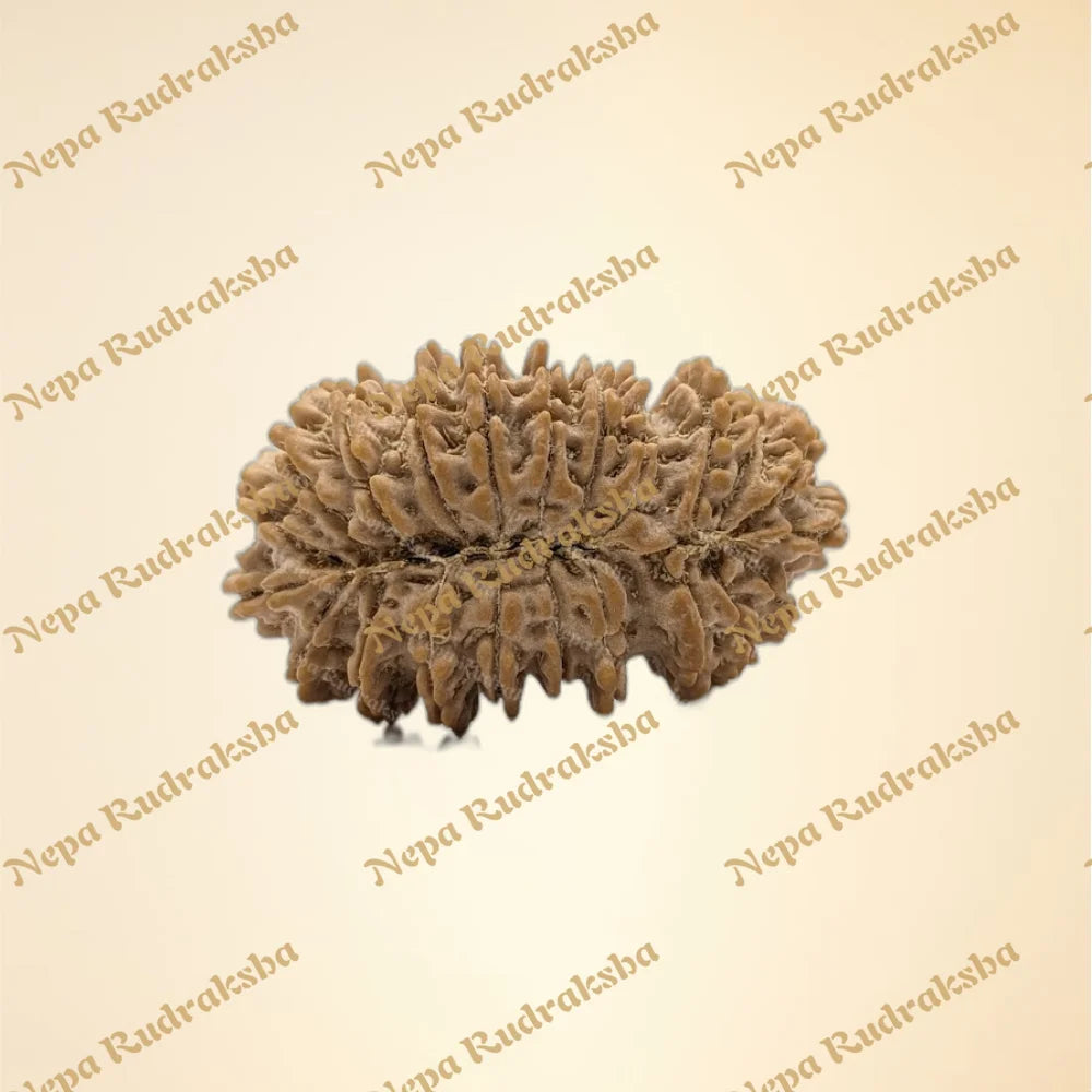 22 Mukhi (back)