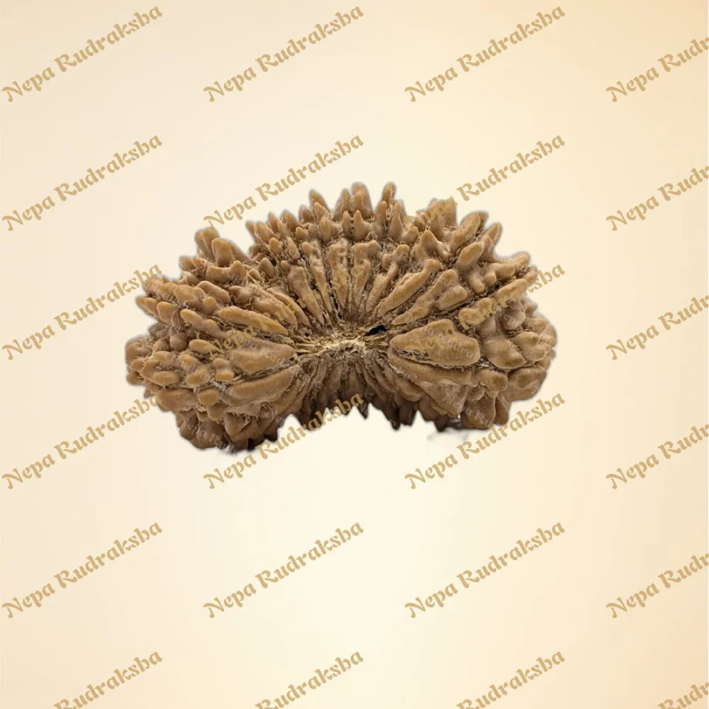 22 Mukhi (Collector - 11144)