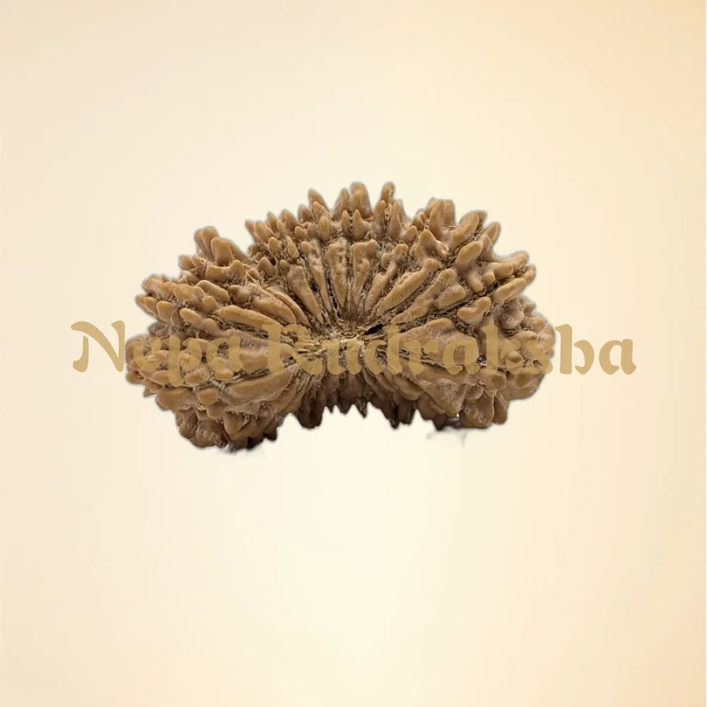 22 Mukhi (Collector - 11144)