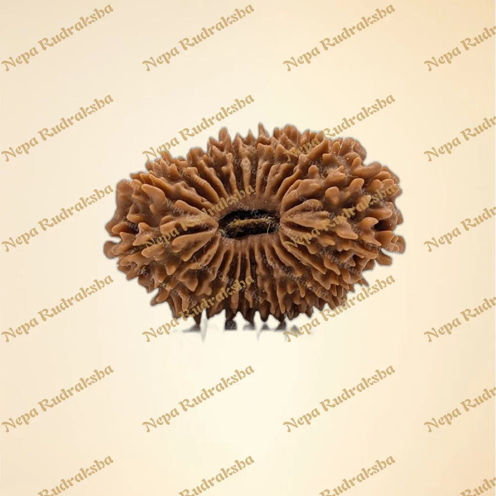22 Mukhi (Collector - 12687)