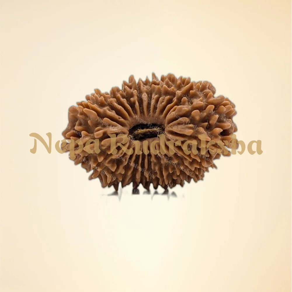 22 Mukhi (Collector - 12687)