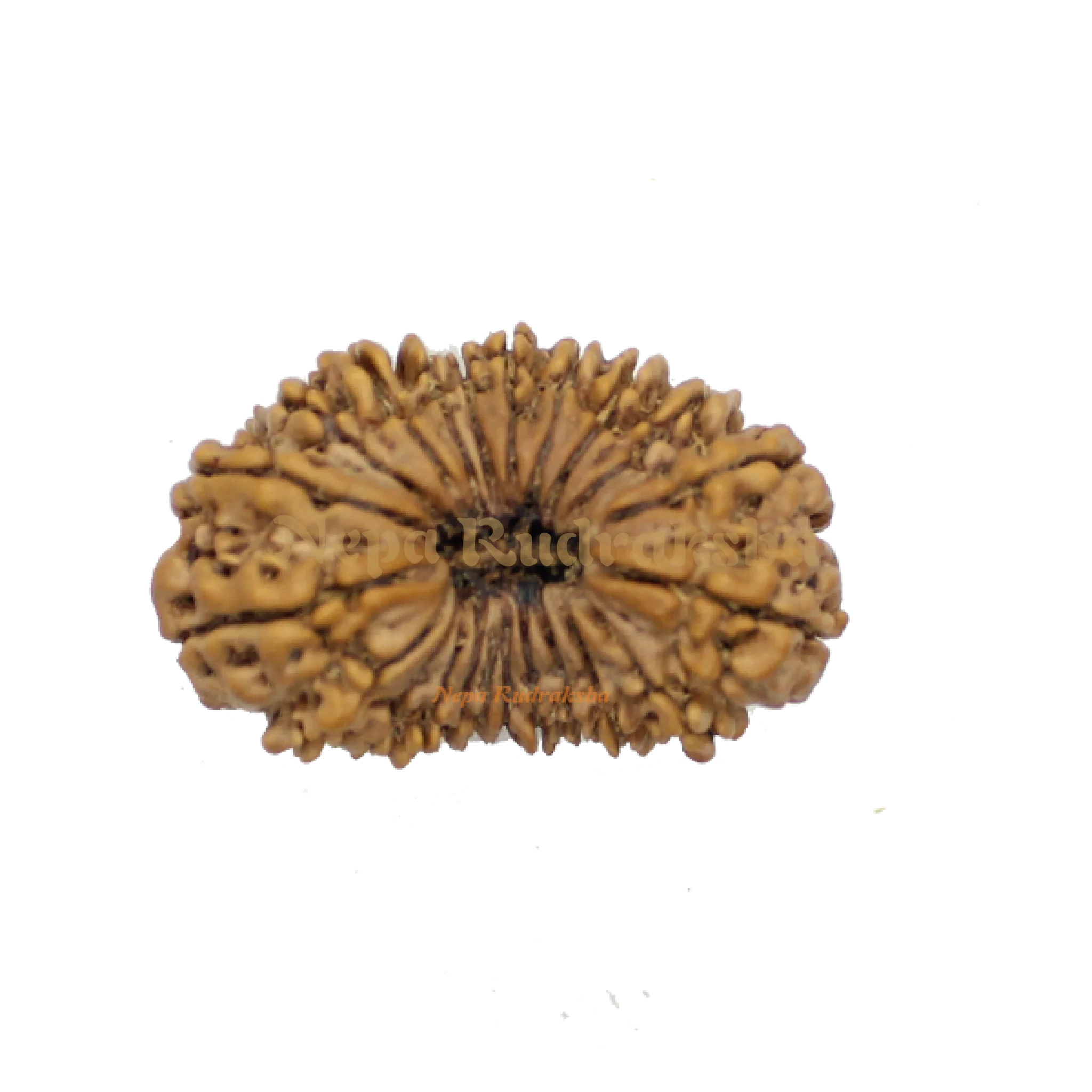 22 Mukhi rudraksha