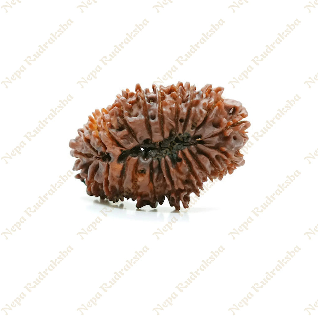 22 Mukhi Rudraksha 35Mm 1177