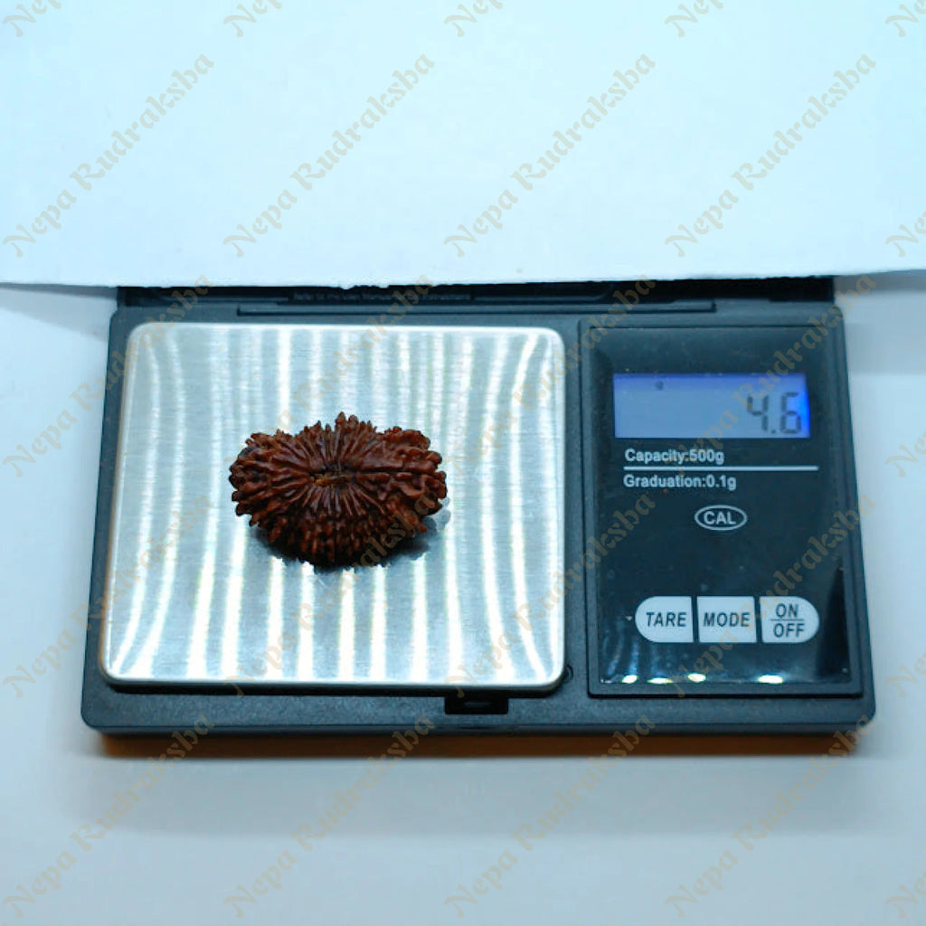 22 Mukhi Rudraksha 35Mm 1177