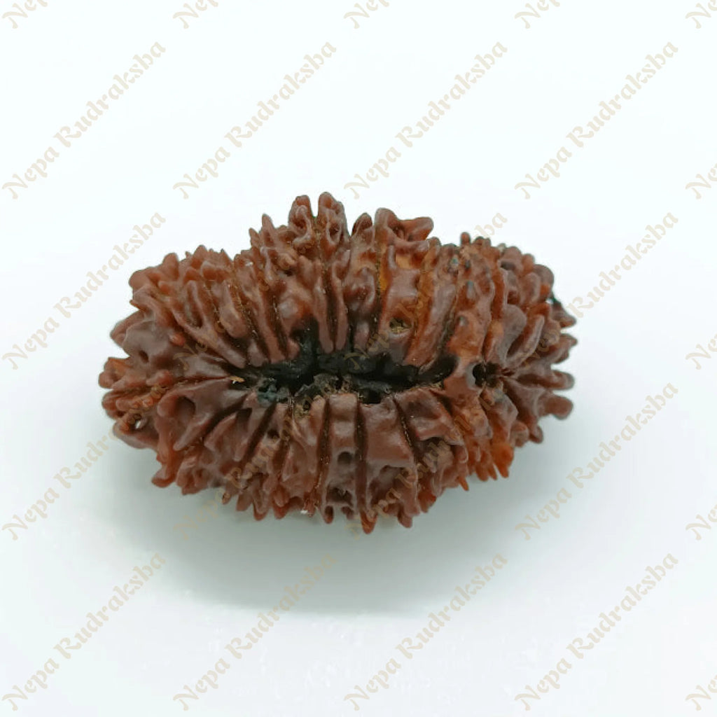 22 Mukhi Rudraksha 35Mm 1177