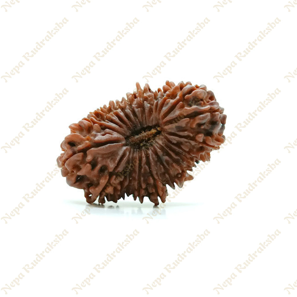 22 Mukhi Rudraksha 35Mm 1177