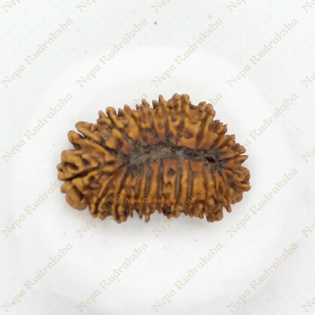 22 Mukhi rudraksha 35mm