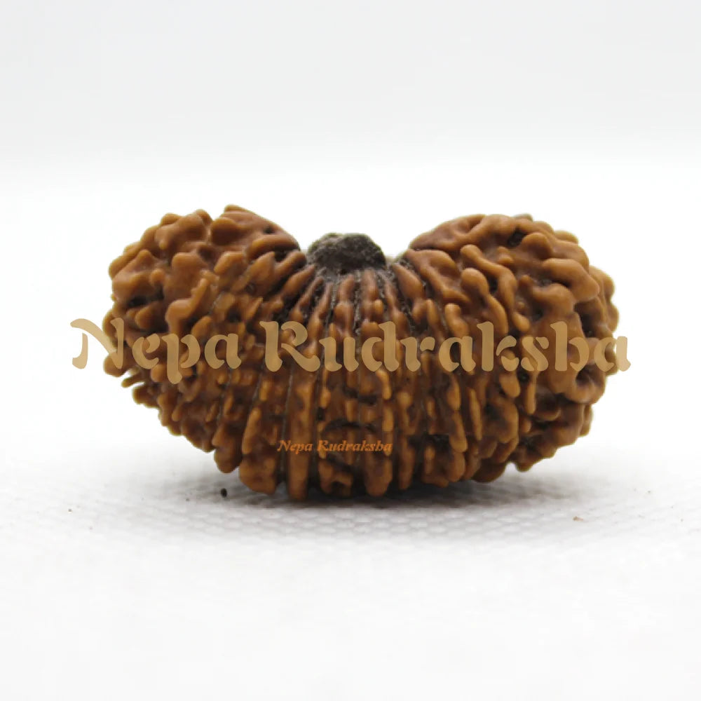 22 Mukhi rudraksha 35mm