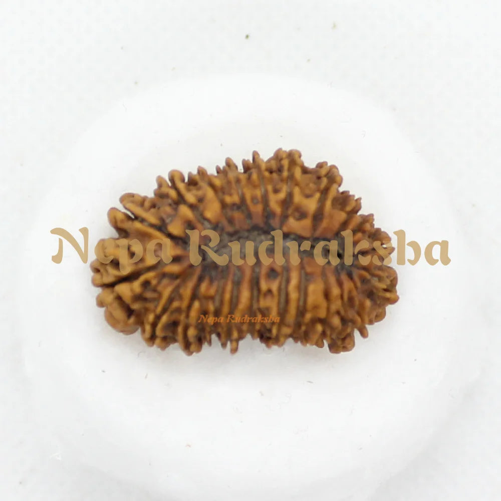 22 Mukhi rudraksha 35mm