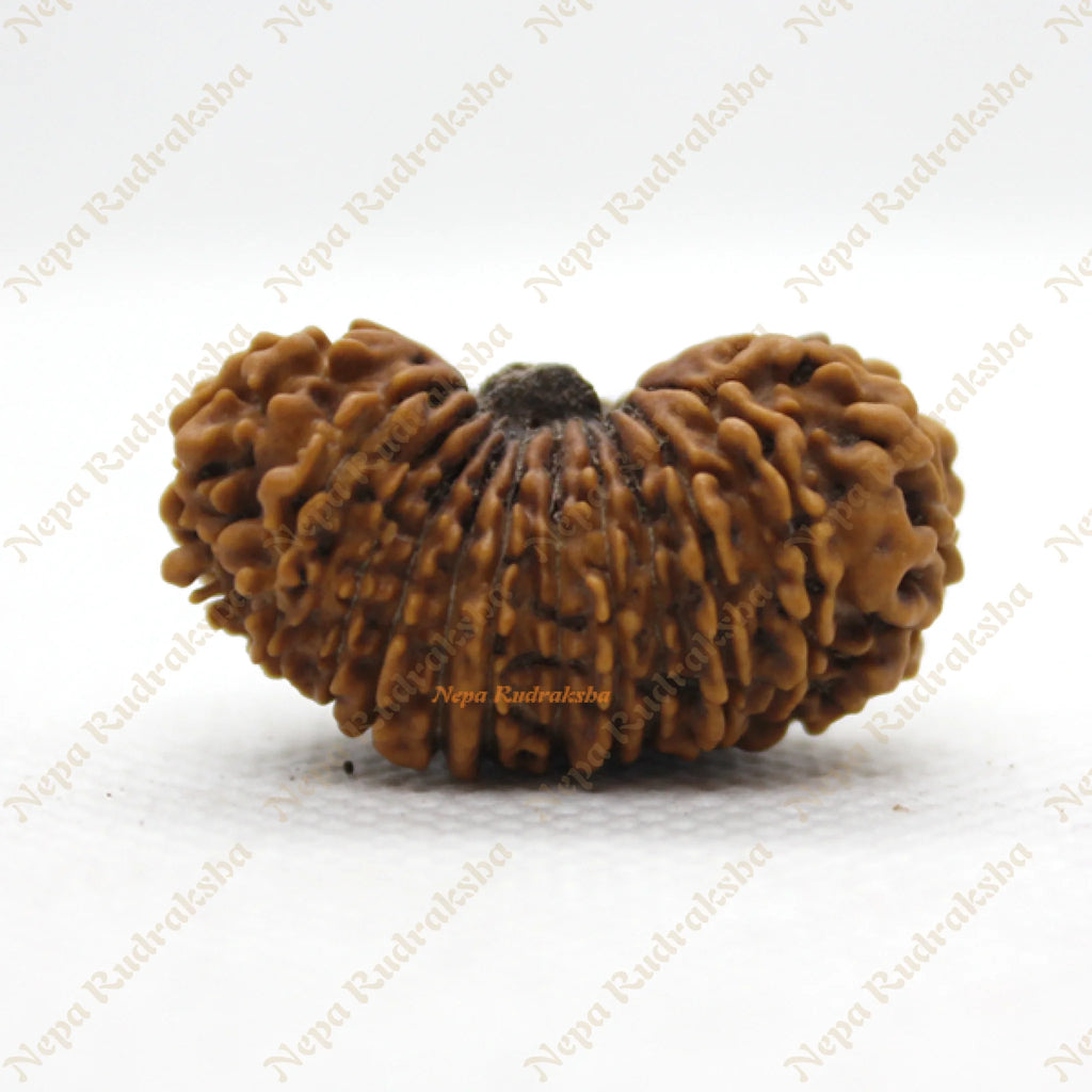 22 Mukhi rudraksha 35mm