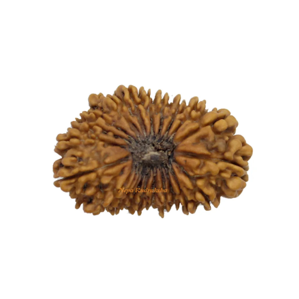 22 Mukhi rudraksha 35mm