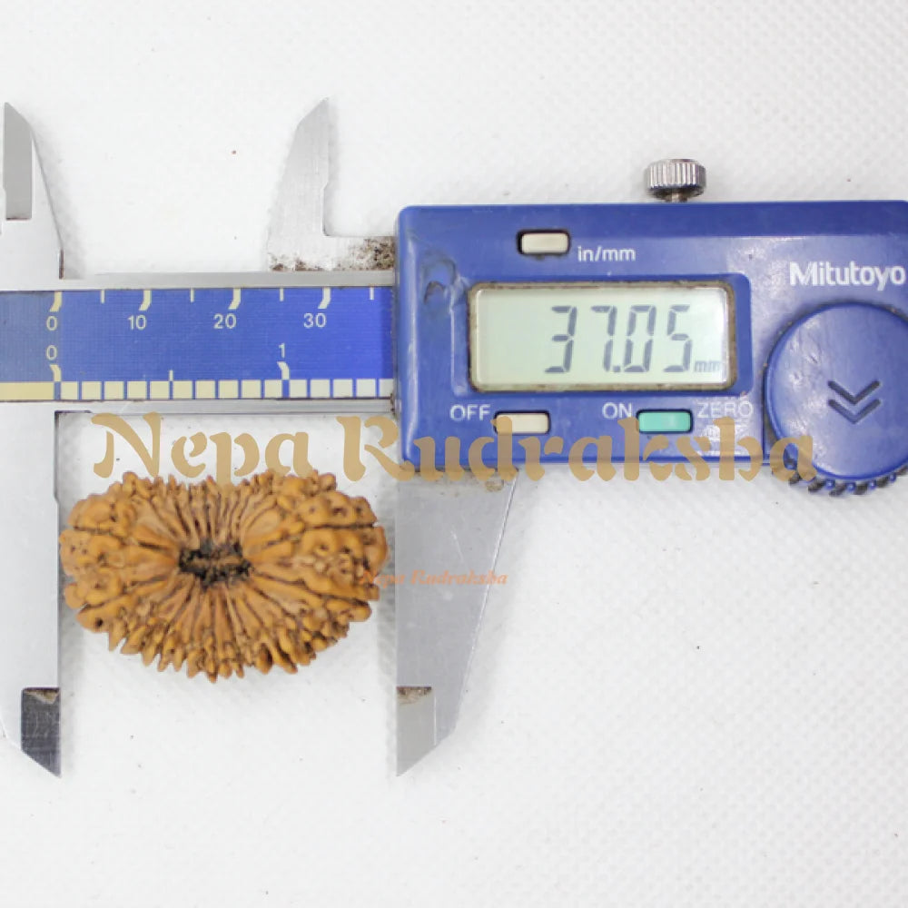 22 Mukhi rudraksha 37mm