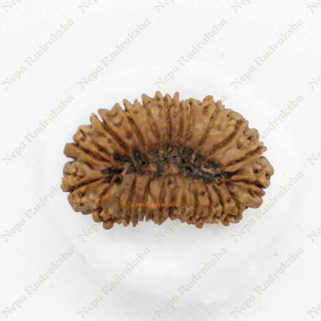 22 Mukhi rudraksha 37mm